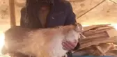 Çoban Yıldırım Çarpması Sonucu Hayatını Kaybetti