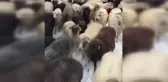 Artvin'de aniden bastıran kar, sürü sahiplerine zor anlar yaşattı