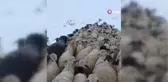 Yaylalardan indirilmeye başlanan koyun sürüsü kar ve tipiye yakalandı