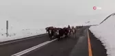 Erzurum'da yaylacıların zorlu yolculuğu