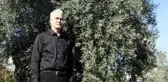 Zeytinpark'taki 1200 Yıllık Zeytin Ağacının Verimi Yarıya Düştü