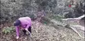 Sert lodos yarım asırlık ceviz ağacını yıktı