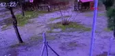 Öğretmen, sokak köpeklerinin saldırdığı tavuğu kurtardı