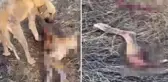 Dinar Belediyesi'nin barınağında aç kalan köpekler birbirini yedi
