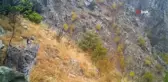 DKMP'nin fotokapanlarına vaşak yakalandı