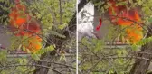 Kocasını yatağa kelepçeleyip evi ateşe verdi! Adam yatakla birlikte kendini balkona attı