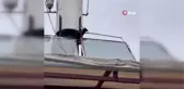Çatıda mahsur kalan karga kurtarıldı