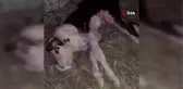 Tokat'ta çift başlı buzağı doğdu