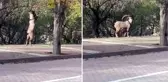 Görüntü Tunceli'den! Nesli tükenmekte olan hayvan şehre kadar indi