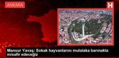 Mansur Yavaş: Sokaktaki Köpekleri Barınaklara Alacağız