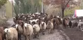 Erzincan'da Küçükbaş Hayvancılık Projesiyle Kadın Girişimci Hayvan Varlığını 2 Katına Çıkardı