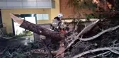 Kadıköy'de ağaç devrildi, özel hastane bahçesi zarar gördü