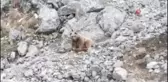 Boz ayı dron ile görüntülendi