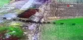 Domuz sürüsünün ilerleyişi güvenlik kamerasına yansıdı