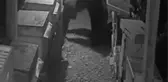 Bozayılar Arı Kovanlarını Parçaladı