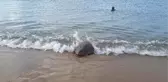 Yaralı Deniz Kaplumbağaları Kuşadası'nda Denize Bırakıldı