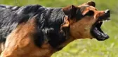 Burdur'da sokak köpeklerinin saldırısına uğrayan üniversiteli kız öğrenci yaralandı