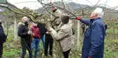 Ordu'da Kivi Üretimine Budama Eğitimi Veriliyor