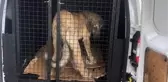 Rize'de Tedavi İçin İstanbul'a Gönderilen Köpek