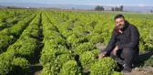 Tarsus Belediyesi, yerli tohumlarla çiftçilere destek sağlıyor