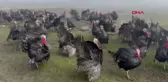 Yılbaşı öncesi hindiler büyük ilgi görüyor