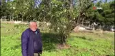 Datça'da badem ağaçları erken çiçek açtı