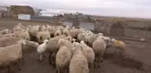 Küçükbaş Hayvancılıkta Üretici İşletmelerin Kapanması Devam Ediyor