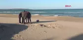 Sinop'ta Nesli Tükenmekte Olan Caretta Caretta Kaplumbağası Ölü Halde Bulundu