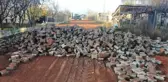 Parasını alamayan firma döşediği taşları söktü! Osmancık Belediyesi'nin bahanesi ise komik