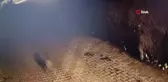 Mahalleye gelen kurdu sokak köpekleri böyle kovaladı