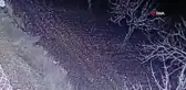 Nesli tükenme tehlikesi olan çizgili sırtlan böyle görüntülendi