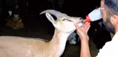 Yaralı yaban keçisine şefkat eli