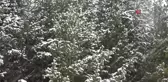 Ardahan'da kar ve tipi ulaşımı olumsuz etkiliyor