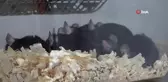 Rize'de Deney Hayvanları Uygulama ve Araştırma Merkezi Hizmete Girdi