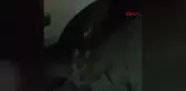 Bolu'da Nesli Tehlike Altındaki Vaşak Yakalandı