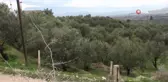 Zeytinde hasat sona erdi, rekolte düşük olsa da fiyatlar üreticinin yüzünü güldürdü