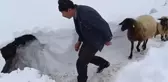 Karın esir aldığı Van'da muhtar koyunları dışarı çıkarmak için 4 metrelik tünel kazdı
