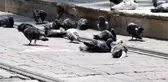 Meydanlarda beslenen güvercin ve kumrular, kuş gribi tehlikesini artırıyor