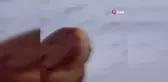 'Boncuğum' diye seslendiği tilkiyi ekmekle besledi