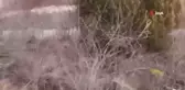 Ankara'da tavşanlar kaçtı, ekipler kovaladı