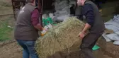 Aydın Büyükşehir Belediyesi Küçükbaş Hayvan Üreticilerine Destek Sağlıyor