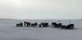 Çıldır Gölü'nde kızak atlarına battaniyeli koruma