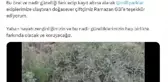 Türkiye'de ilk kez 'Albino çakal' görüldü