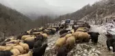 Artvin'de küçükbaş hayvanlarda çiçek hastalığı alarmı