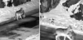 Gümüşhane'de kurt sokak köpeğini parçaladı