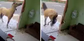 Öfkeli at, yansımasını gördüğü cam kapıyı çifte atarak paramparça etti