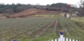 Sinop'ta 700 adet salep dikimi yapıldı