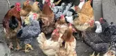 İnek sütü üretimi 2023 yılında artarken, kümes hayvancılığı üretimi azaldı