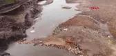Güroymak'ta Mandalar Kaplıcada Temizleniyor