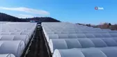 Bilecik'te 45 Milyon Kök Marul Hasadı Yapılıyor